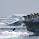 Adélie penguins jumping of iceberg, Danger Islands, Antarctica”